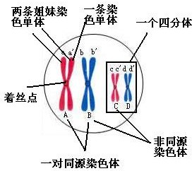 同源染色体和非同源染色体的区别，生物。