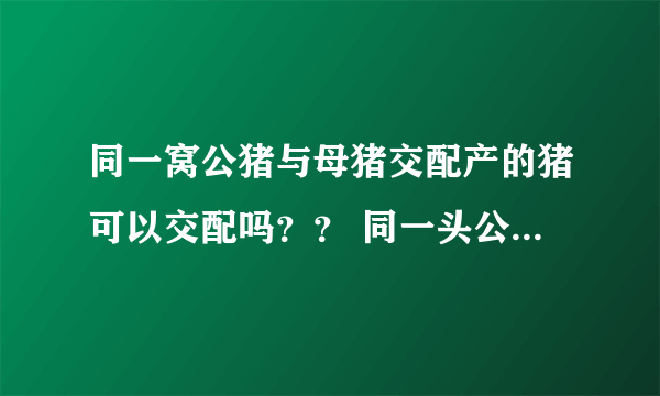 同一窝公猪与母猪交配产的猪可以交配吗？？ 同一头公猪交配的别的两头以上的猪猪可以交配吗