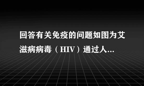 回答有关免疫的问题如图为艾滋病病毒（HIV）通过人体T淋巴细胞膜上的CD4受体识别并侵染T淋巴细胞的，其中