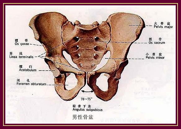 盆骶在哪