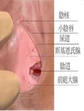 斯基恩氏腺的位置